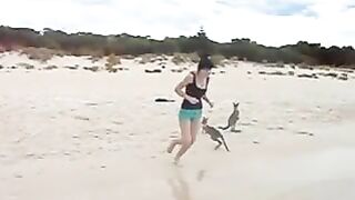 Australijskie Kangurki