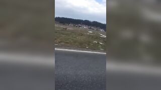 Szalony wyścig z jeleniem