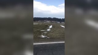 Szalony wyścig z jeleniem