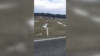 Szalony wyścig z jeleniem