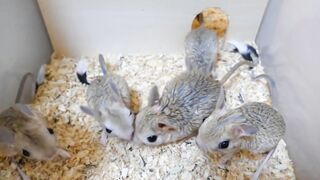 JERBOA - czyli małe, zadziwiające stworzenie