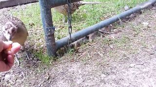 I wtedy wchodzi on - cały na złoto