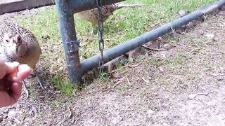 I wtedy wchodzi on - cały na złoto