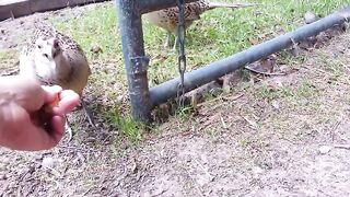 I wtedy wchodzi on - cały na złoto