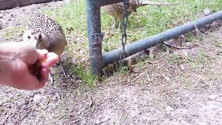 I wtedy wchodzi on - cały na złoto