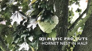 Gniazdo szerszeni i dron