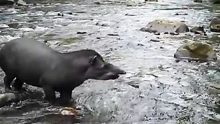 Karmienie tapira z ręki