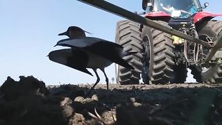 Czajka chroni swoje jaja przed traktorem