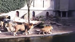 Atak lwów w zoo