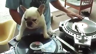 DJ Pies