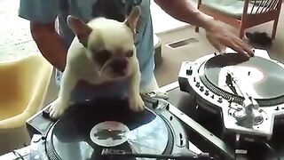 DJ Pies