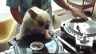 DJ Pies