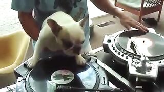 DJ Pies