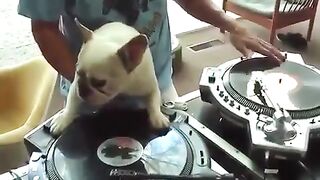 DJ Pies