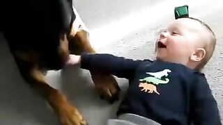 Rottweiler zaatakował dziecko