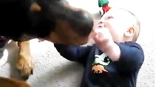 Rottweiler zaatakował dziecko