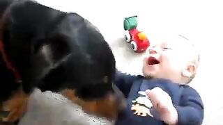 Rottweiler zaatakował dziecko