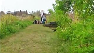 Aligator (dinozaur) na Florydzie