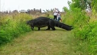 Aligator (dinozaur) na Florydzie