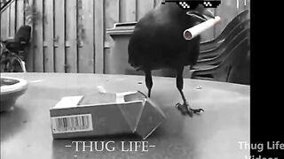 Thug life